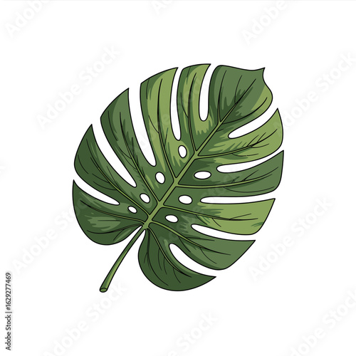 Isolated Monstera Deliciosa Leaf on White Background Fresh Green Leaf Illustration Vector Element for Tropical Decor and Botanical Designs