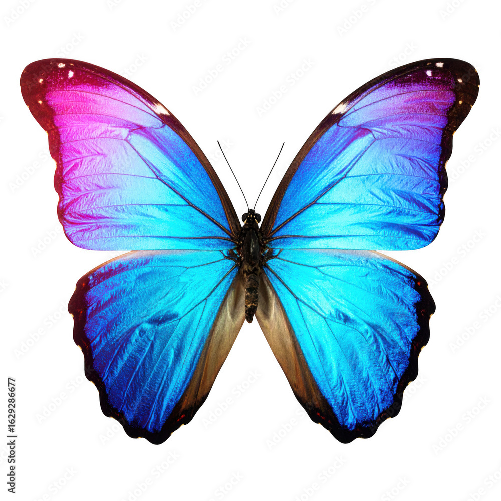 Fototapeta premium butterfly isolated on white and transparent background.