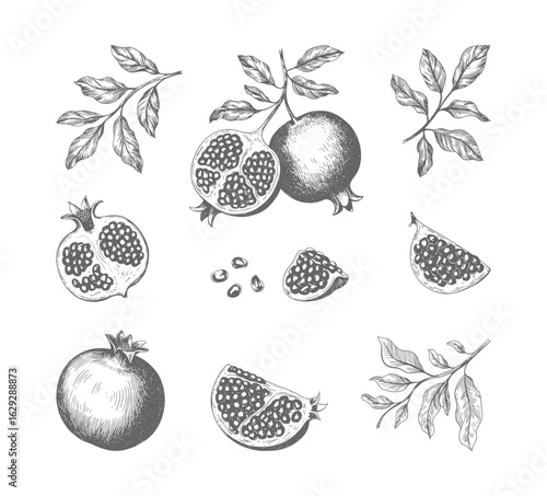 Vintage hand drawn pomegranate fruit set with seeds and branches. Engraved pomegranate collection vector isolated.