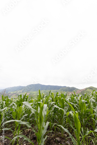 Corn fields on the mountain, agricultural plant growth