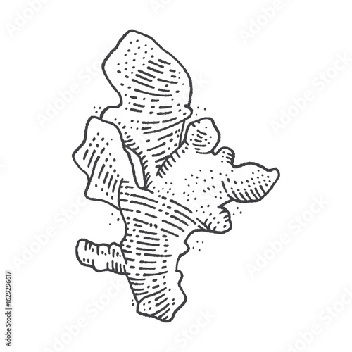 Ginger with leaves in vintage engraving style. Sliced ginger root. Vector Hand Drawn. Sketch Botanical Illustration. Eco healthy food. Superfood. Menu design, restaurant, shop.