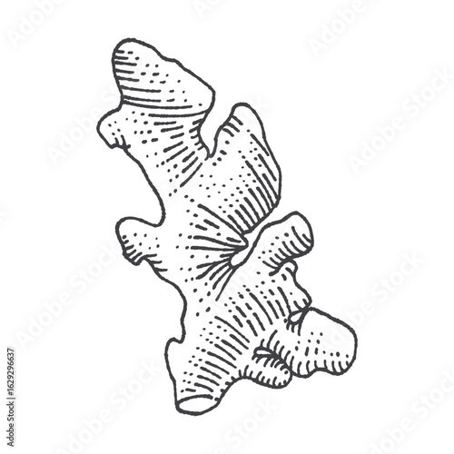 Ginger with leaves in vintage engraving style. Sliced ginger root. Vector Hand Drawn. Sketch Botanical Illustration. Eco healthy food. Superfood. Menu design, restaurant, shop.