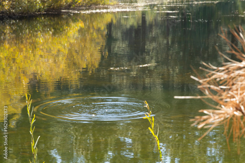 Trout Rise Form Ring in Calm Water with the Reflection of Yellow Leaves and Green Trees