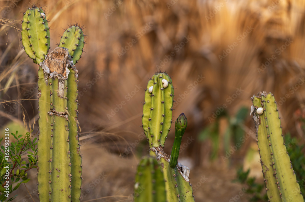 Fototapeta premium Escargots sur des cactus