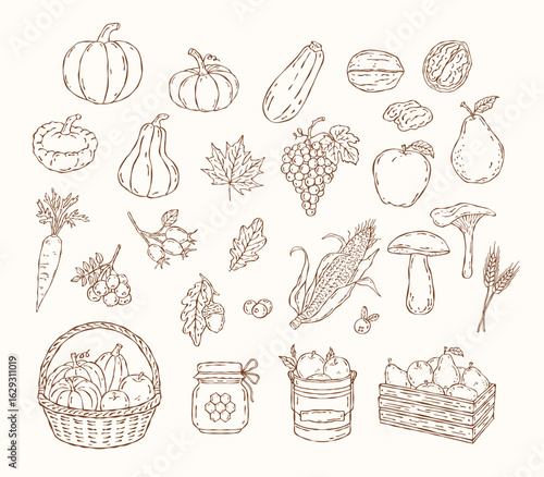 Vector doodle set of harvest fruits, vegetables, leaves, berries, honey, basket, and crates. Minimal brown line art for eco packaging, prints, and autumn designs