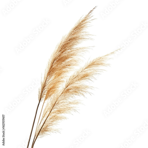 Two beige pampas grass plumes