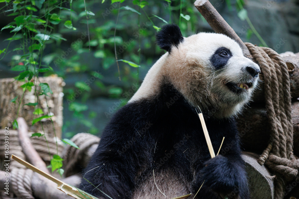 Obraz premium Giant panda eat bamboo in chengdu, china