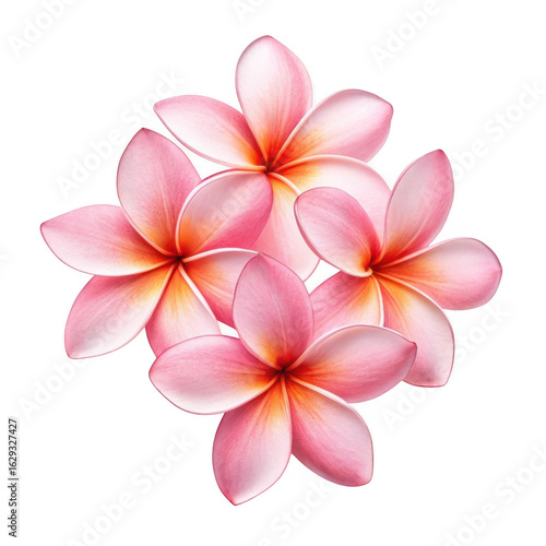 Pink plumeria flowers isolated on transparent background