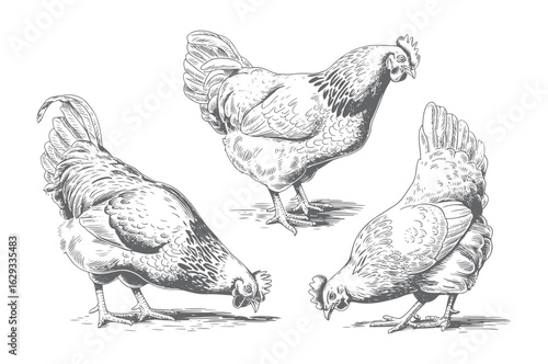 Vintage hand drawn rooster and hen standing in engraving style.