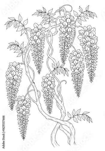 Wisteria Blossom Line Art: Elegant Floral Illustration