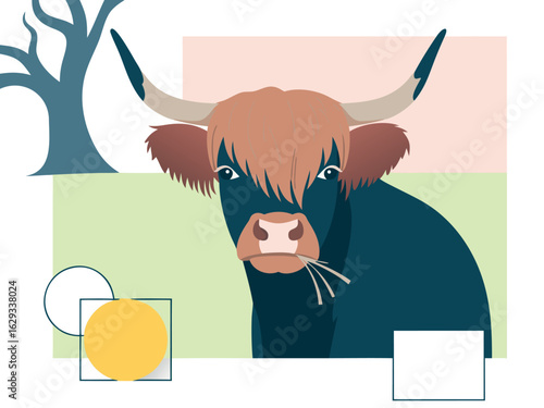 Highland Cow With Horns And Brown Fringe Chewing Grass cattle animal