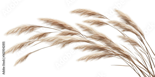 Dry Reed Plant Natural Botanical Element transparent background