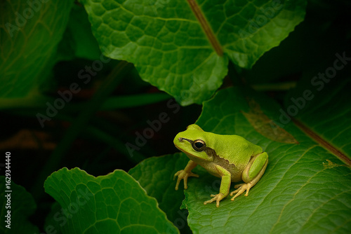 Tapety artystyczne 葉の上のニホンアマガエル | Japanese Tree Frog on Leaf