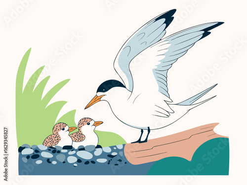 Tern bird with chicks on a rocky shore with vegetation baby bird wildlife