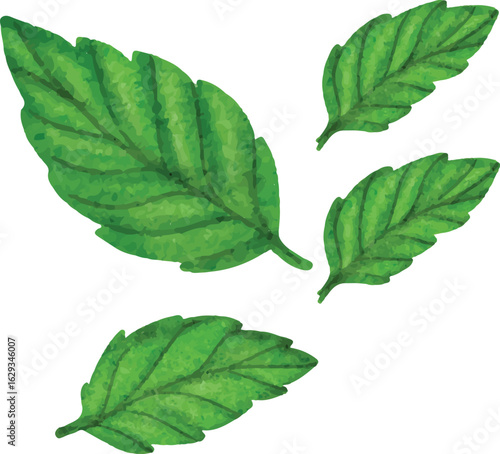 Botanical flower and trees illustration  Vector