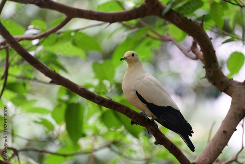 Photography Pied Imperial Pigeon (Ducula bicolor) perched on branch with blurred green backg