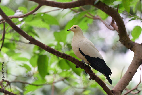Photography Pied Imperial Pigeon (Ducula bicolor) perched on branch with blurred green backg
