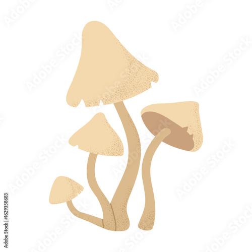 Poisonous false honey fungus mushroom. Vector on transparent background