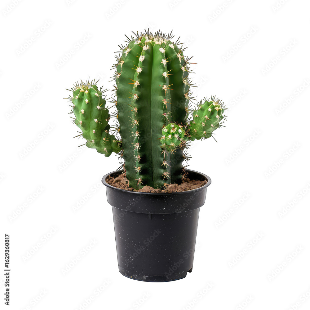 Small cactus in a dark pot Small cactus in a dark pot