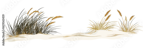 Coastal sand dunes with sea oats and beach grass in flat minimalist vector style isolated on white background natural shoreline vegetation and dune plant ecosystem illustration