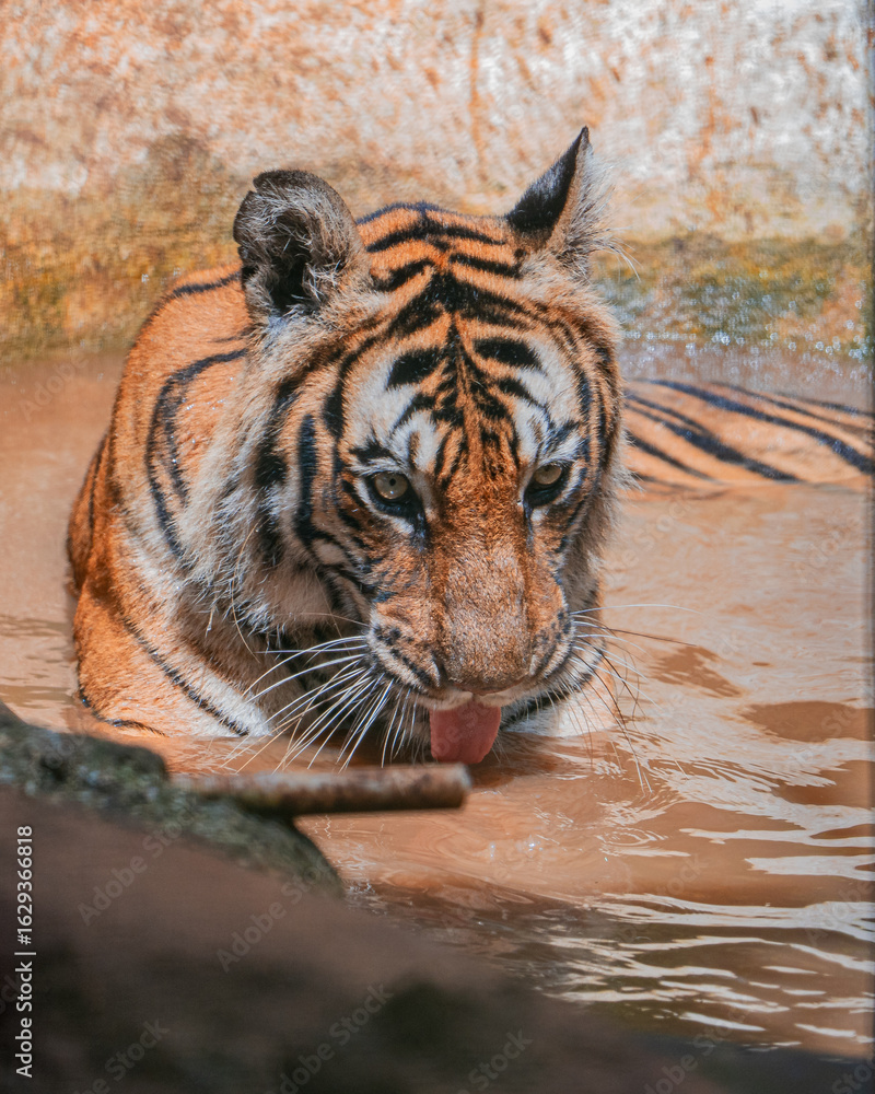 Fototapeta premium tiger in water