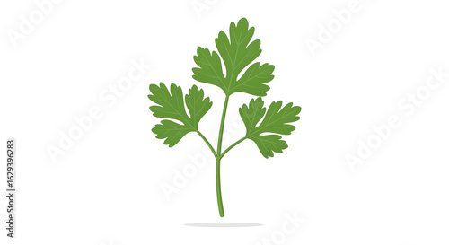 Fresh green parsley sprig isolated on a white background