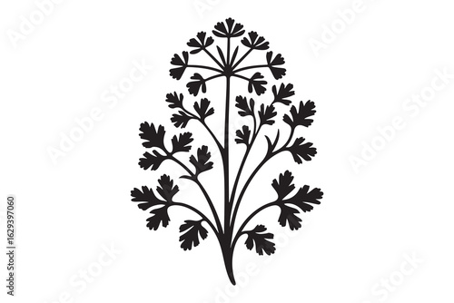 Close up of a vibrant Black parsley leaf.
