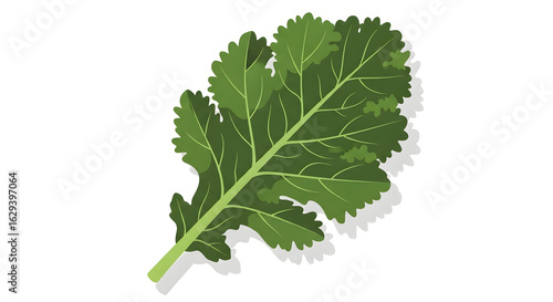 Green Mustard Leaf Isolated on White Background Fresh Healthy