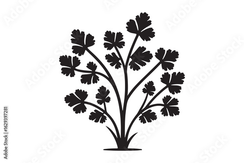 Close up of a vibrant Black parsley leaf.