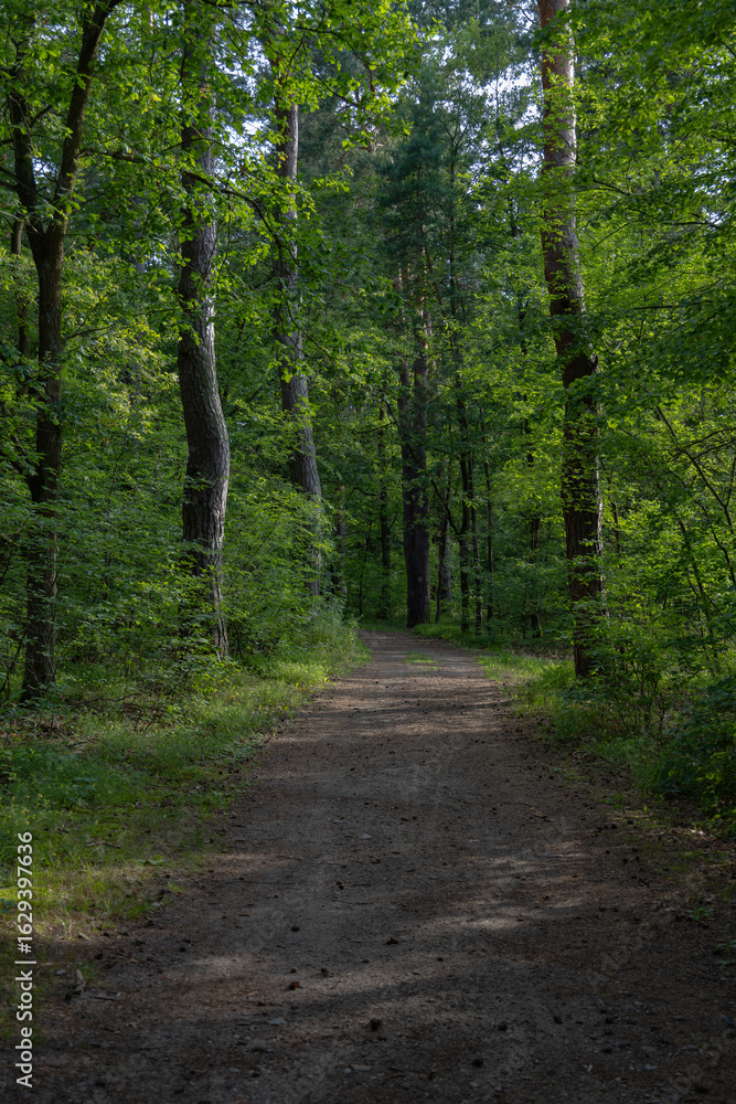 Fototapeta premium A peaceful dirt path winds through a sunlit pine forest with tall, straight trees and lush green undergrowth, creating a serene and inviting natural scene.