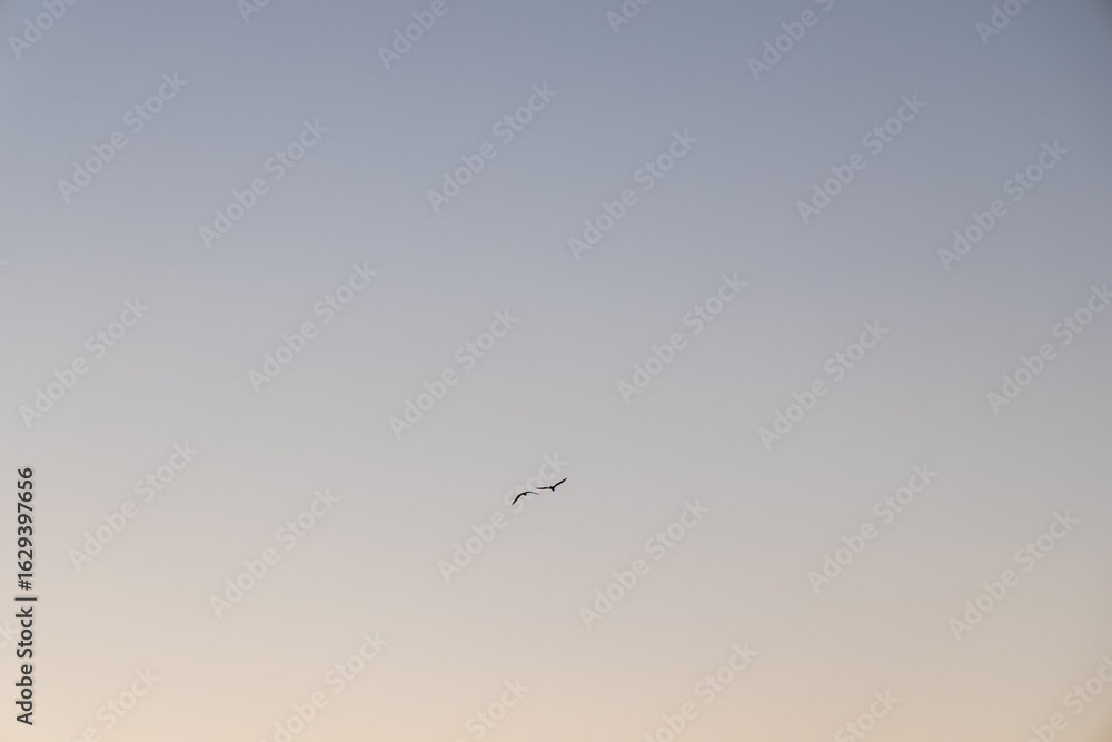 Obraz premium Two seagulls glide gracefully through the pastel hues of the evening sky, embodying freedom and serenity.