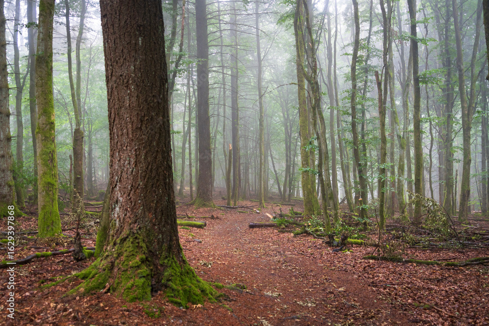 Naklejka premium Wilderness at Hunsrück‑Hochwald, Germany