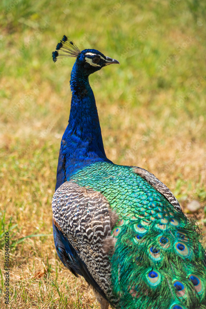 Fototapeta premium A a Peacock at the Highlands of Hunsrück, Germany