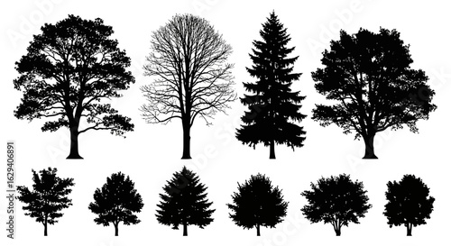 Silhouettes of various deciduous and coniferous trees against a white background.