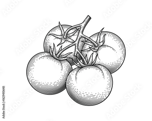 Engraved Style Cherry Tomatoes on Vine Isolated Vector Illustration