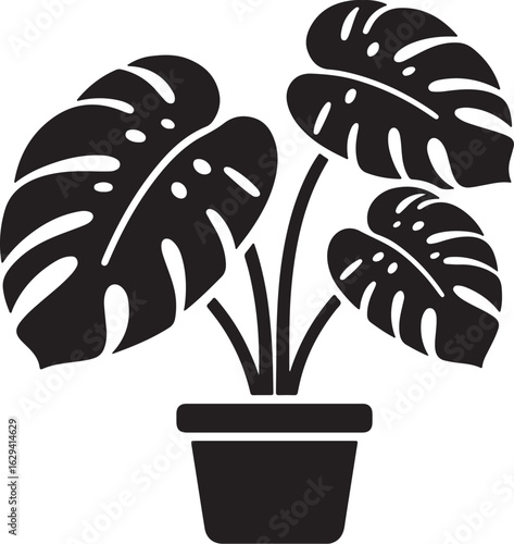 Vector art of monstera deliciosa plant in a pot isolated on white background
