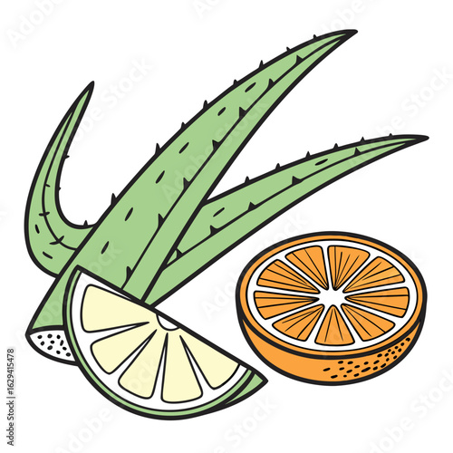 Refreshing aloe vera leaves and slices of orange and lemon on a white background