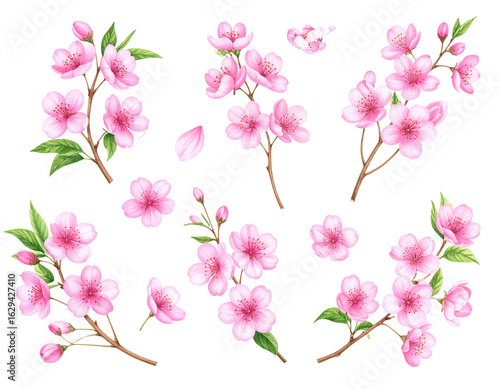 Beautiful pink cherry blossoms bloom on a branch, creating a delicate floral design for a spring decoration