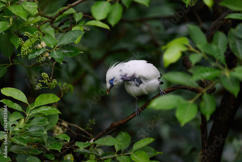 Photography Bali Myna (Leucopsar rothschildi) perched on wooden rail with blurred green background in Hong Kong