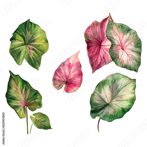 Vibrant watercolor caladium leaves set with pink and green hues tropical leaves plant