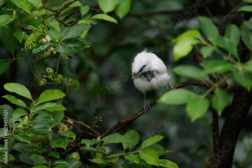 Photography Bali Myna (Leucopsar rothschildi) perched on wooden rail with blurred green background in Hong Kong