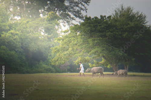 A man is walking with two water buffaloes in a grassy field under a large tree.