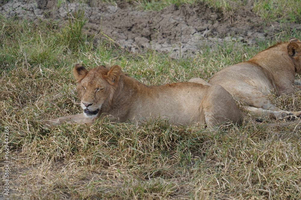 Fototapeta premium Serengeti Safari Moment with a Resting Lion