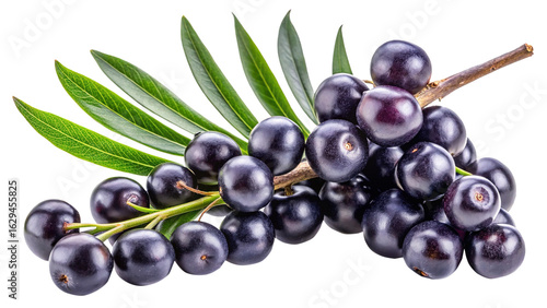 A cluster of ripe acai berries and fresh leaves on a white background