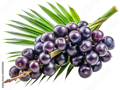 A vibrant bunch of acai berries resting on a palm frond branch