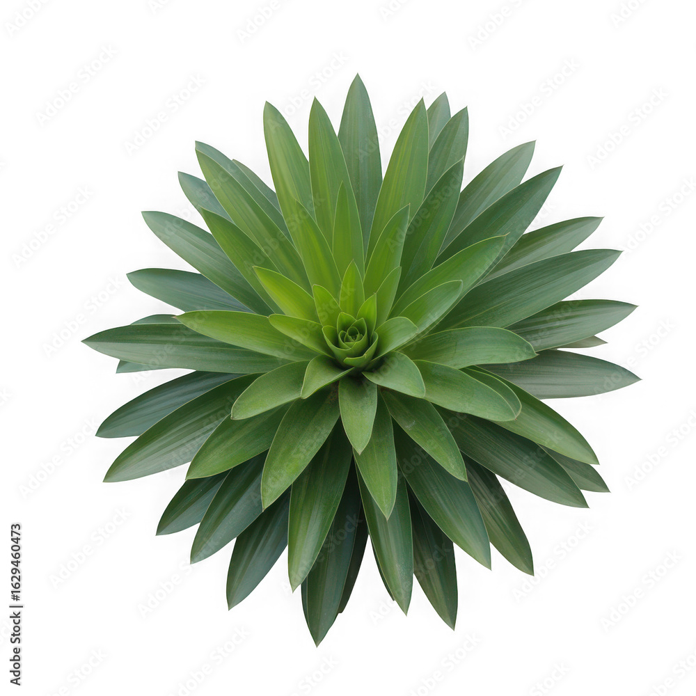 Vibrant green tropical plant leaves isolated transparent background lush foliage nature close up, Isolated on Transparent Bakcground, Vibrant green tropical plant leaves isolated transparent background lush foliage nature close up, Isolated on Transparent Bakcground,