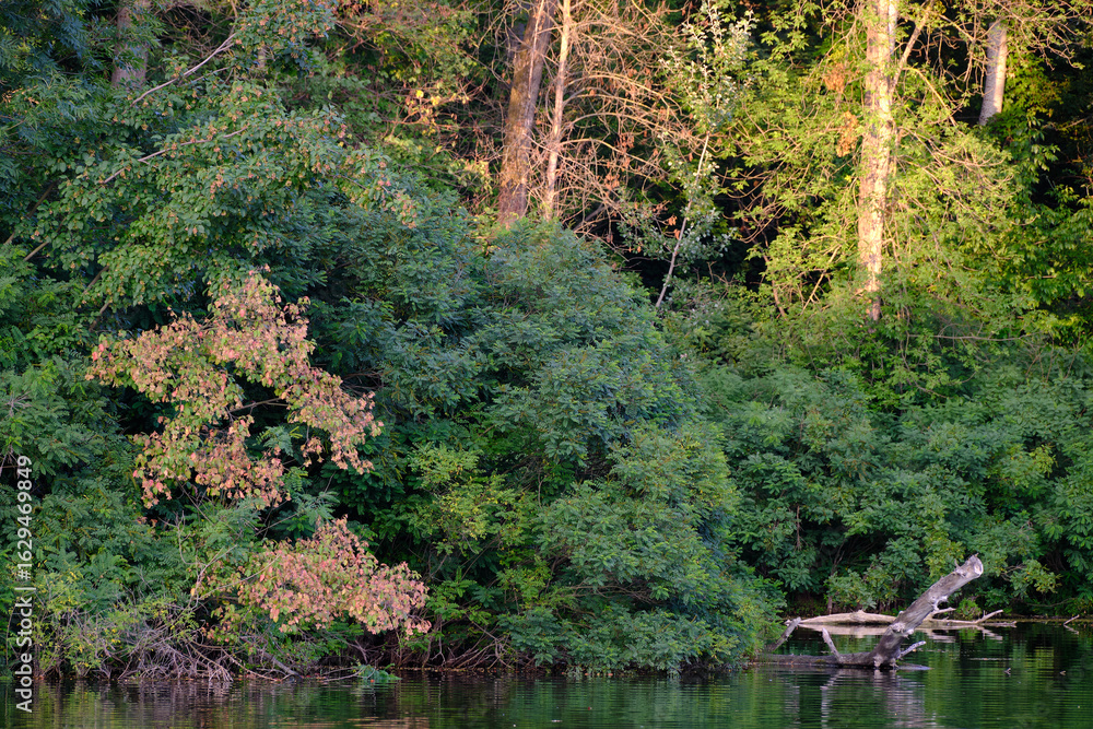 Obraz premium beautiful pond in the park