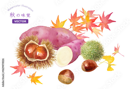 秋の収穫のイメージの水彩イラスト。サツマイモと栗と紅葉の集合。挿絵。（ベクター）