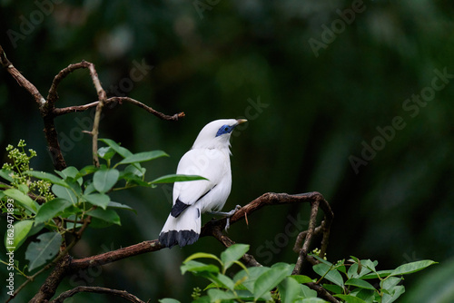 Canvas Print Bali Myna (Leucopsar rothschildi) perched on wooden rail with blurred green background in Hong Kong