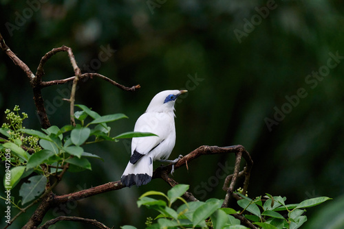 Photography Bali Myna (Leucopsar rothschildi) perched on wooden rail with blurred green background in Hong Kong
